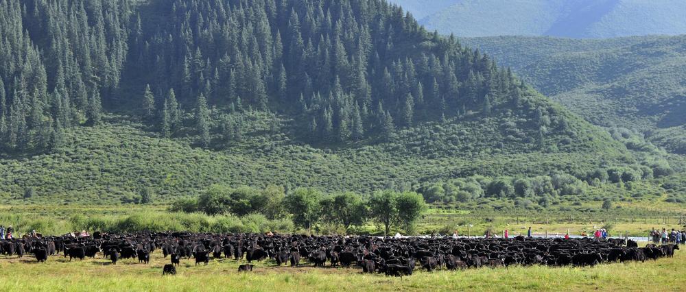 青海:用科技破解农牧产业"卡点"_西藏自治区科学技术厅