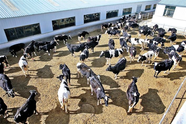 图为基地内养殖的奶牛记者 洛桑 摄